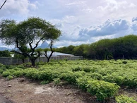 Residential Land
