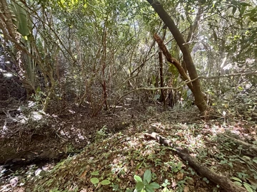 Agricultural Land