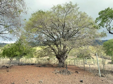 Residential Land