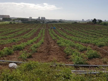 Agricultural Land