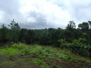 Agricultural Land