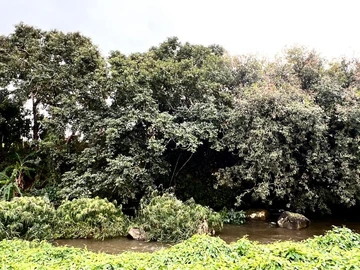 Residential Land