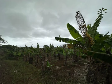 Agricultural Land