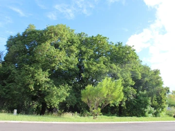 Residential Land