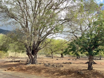 Residential Land