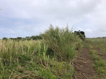 Agricultural Land
