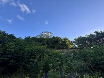 Agricultural Land