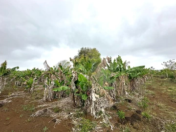 Agricultural Land