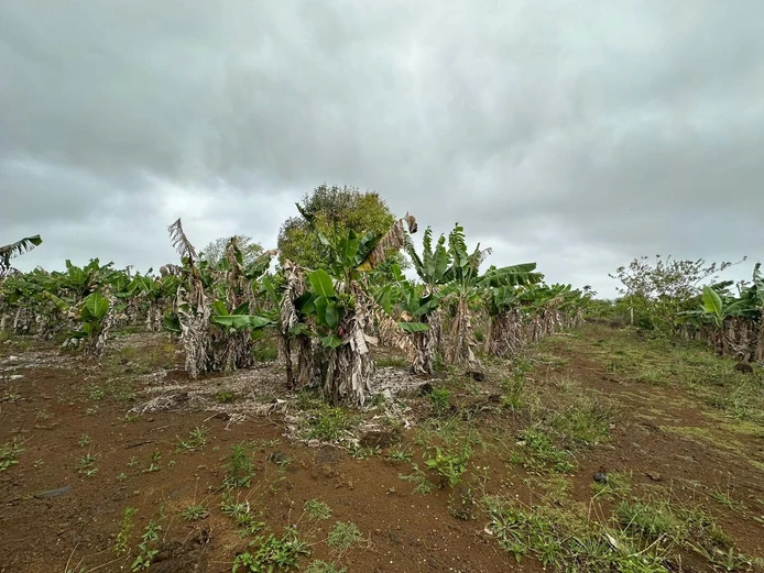 Terrain agricole à vendre – Domaine d’Elaine