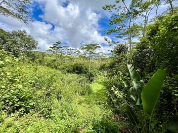 Agricultural Land