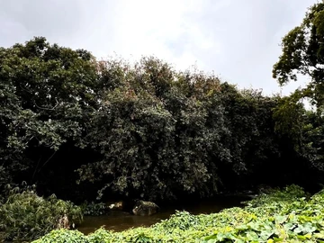 Residential Land