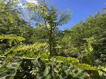 Agricultural Land