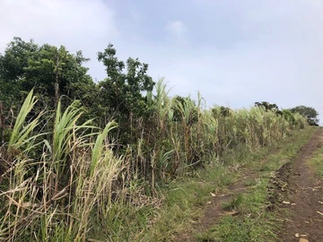 Agricultural Land