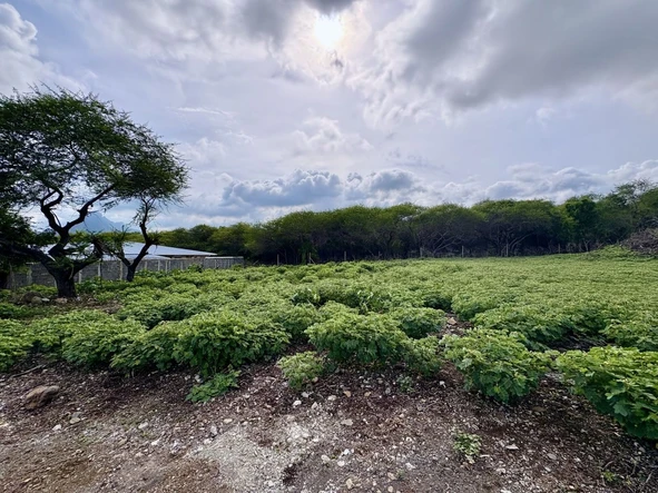 Residential Land