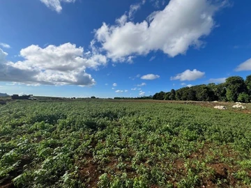 Agricultural Land