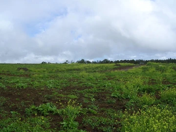Agricultural Land