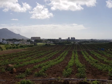 Agricultural Land